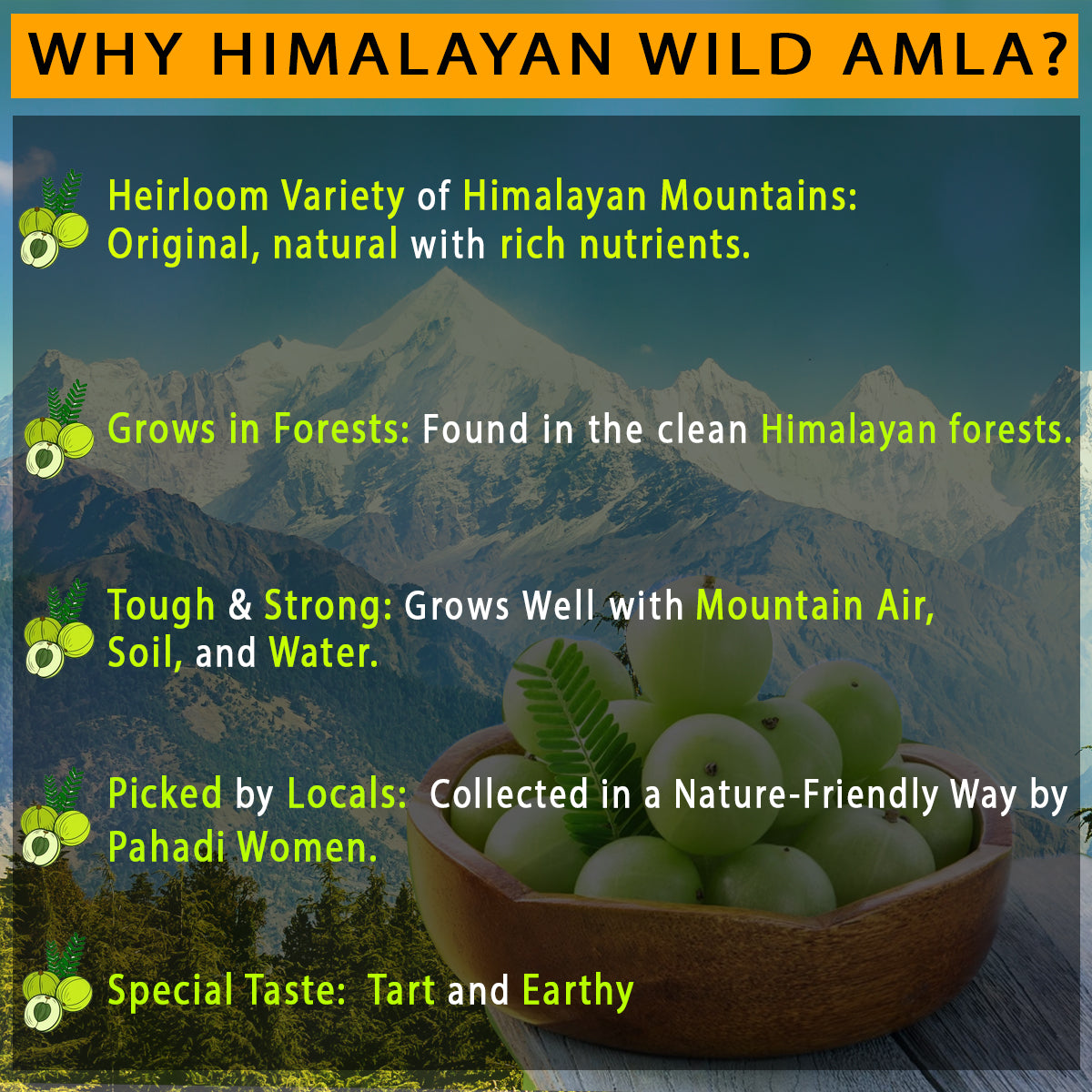 Amla Green Tea| 40 Tea Bags