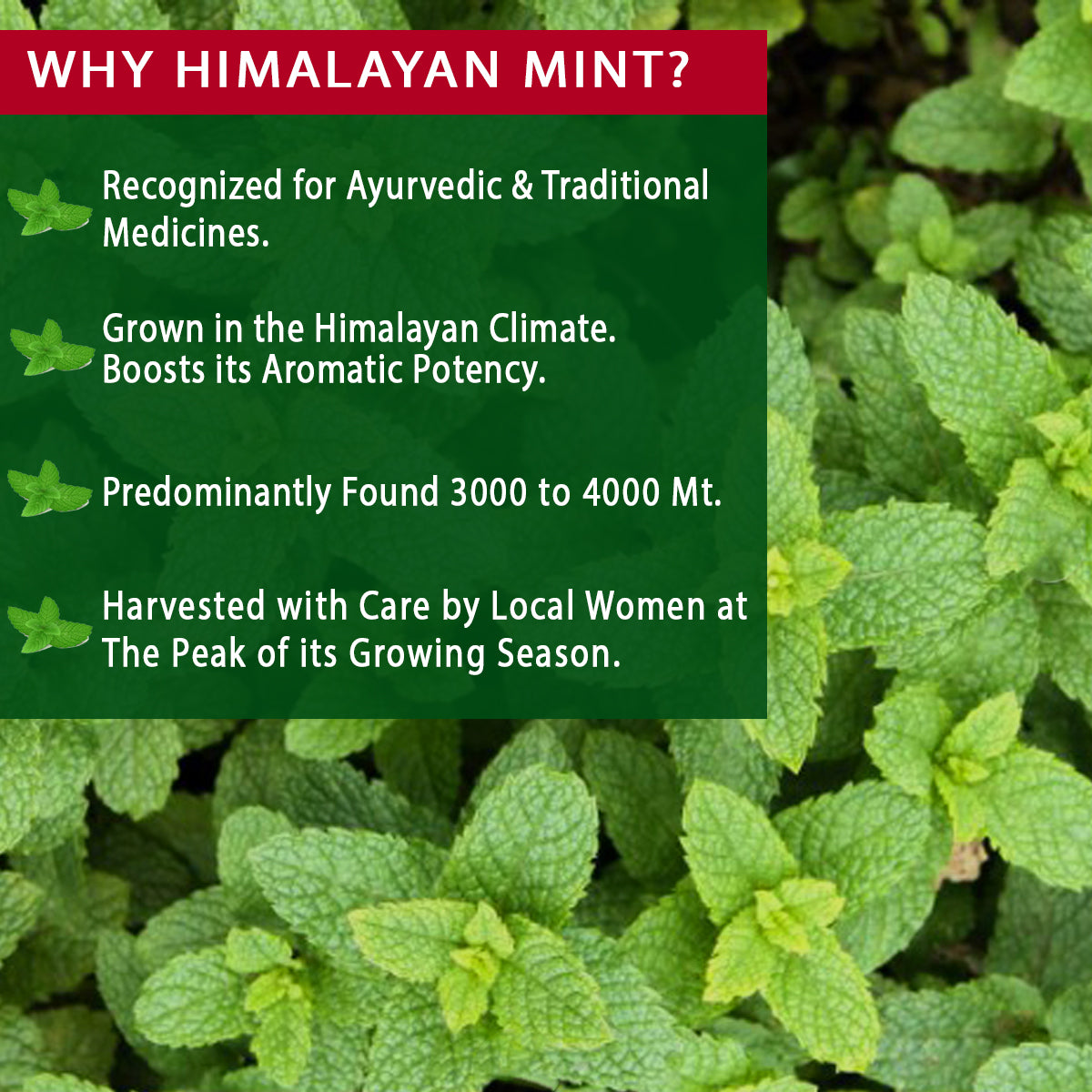 Mint Hibiscus Tea| 40 Teabags