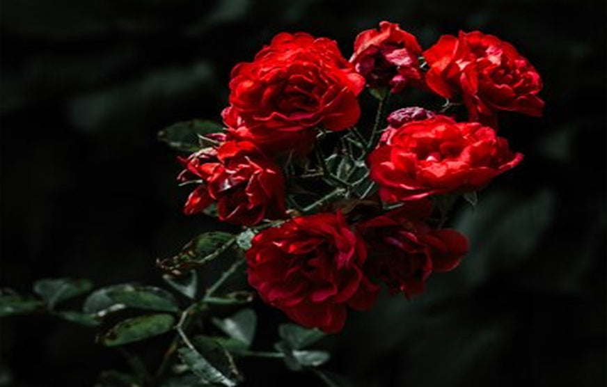 Rose Petals: the symbol of Beautiful skin and Health benefits ...