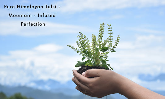 The Journey of Pride of Himalaya Amrit Tulsi Green Tea