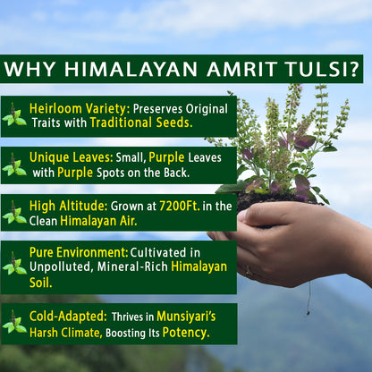 Tulsi Green Tea| Loose Leaf | 100 GM 60+Cups