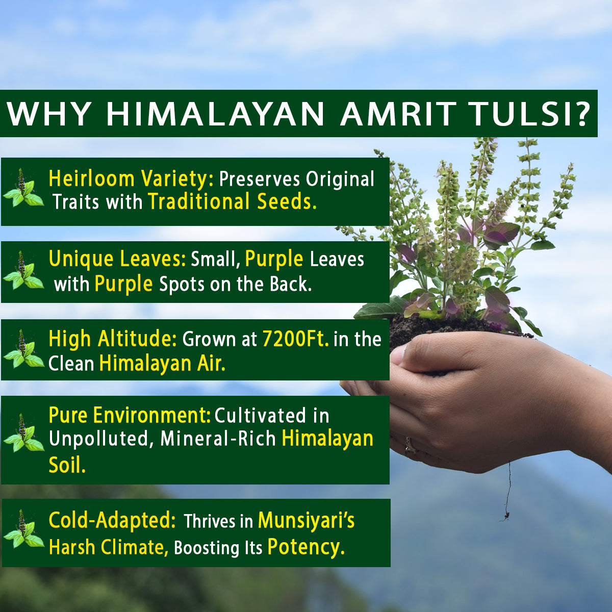 Tulsi Green Tea | 40 Teabags